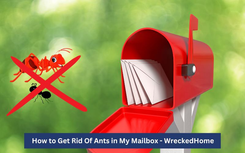 How to Get Rid Of Ants in My Mailbox-2