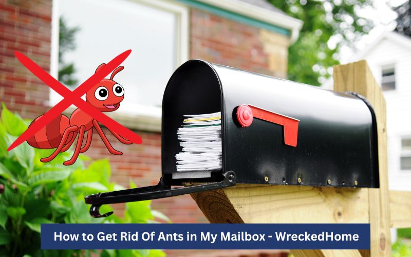 How to Get Rid Of Ants in My Mailbox-3