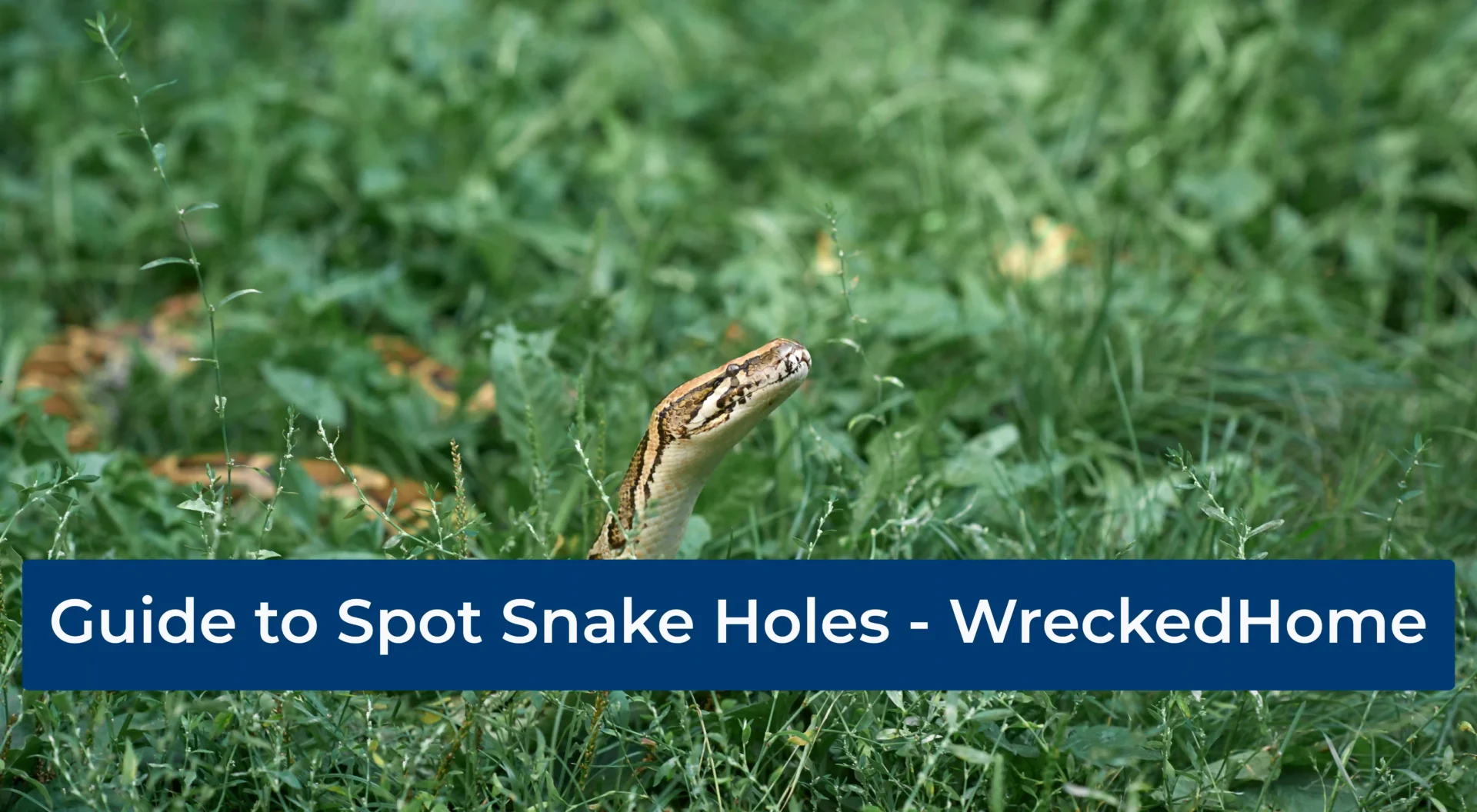 Is this a Snake Hole? Guide to Spot Snake Holes | Wrecked Home