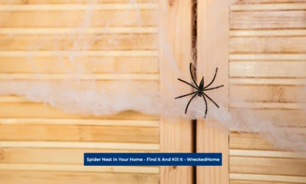 Spider Nest In Your Home – Find it And Kill It