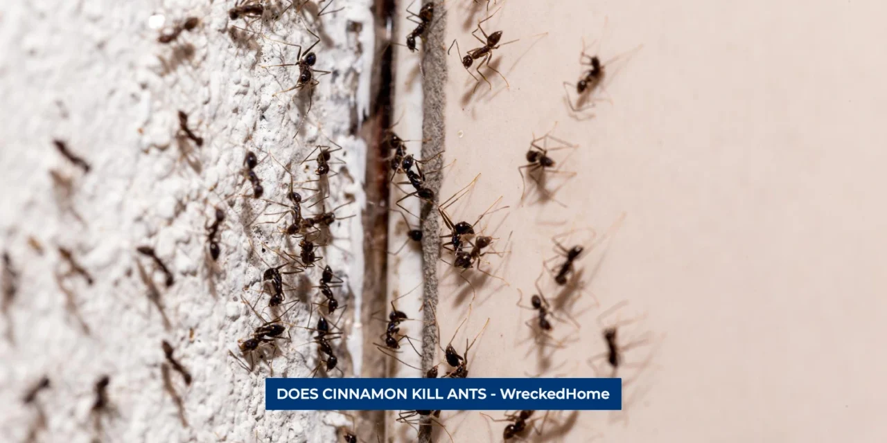 DOES CINNAMON KILL ANTS? 9 MYTHS DEBUNKED