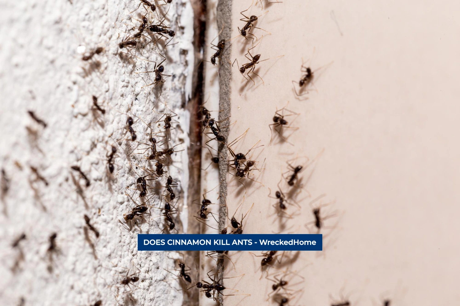 Does Cinnamon Kill Ants? 9 Myths Debunked Wrecked Home