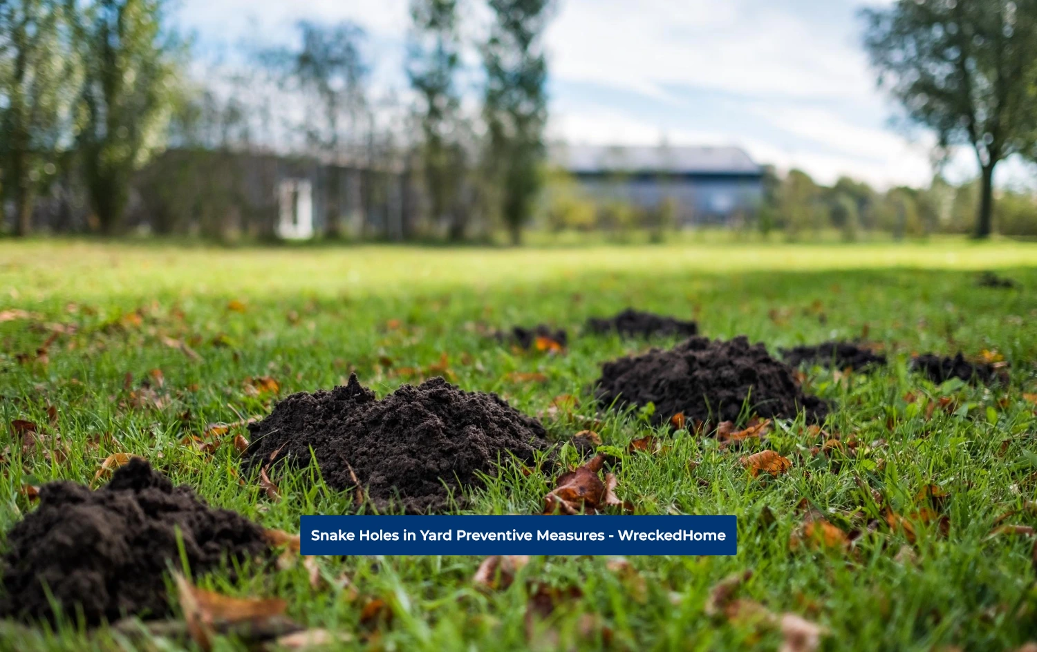 Prevent Snake Holes In Yard Ultimate 2023 Guide