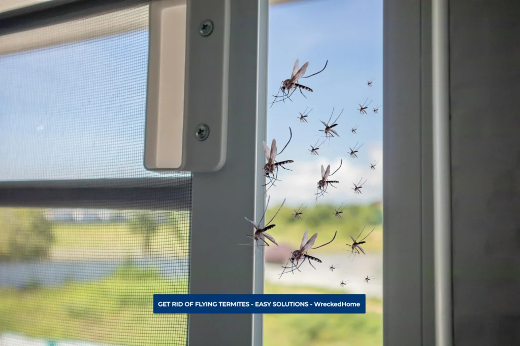 FLYING TERMITES ENTERING HOME THROUGH WINDOW