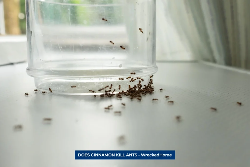 Does cinnamon kill ants. Ants Crawling up a Jar
