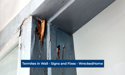 Termites in Wall – Signs and Fixes