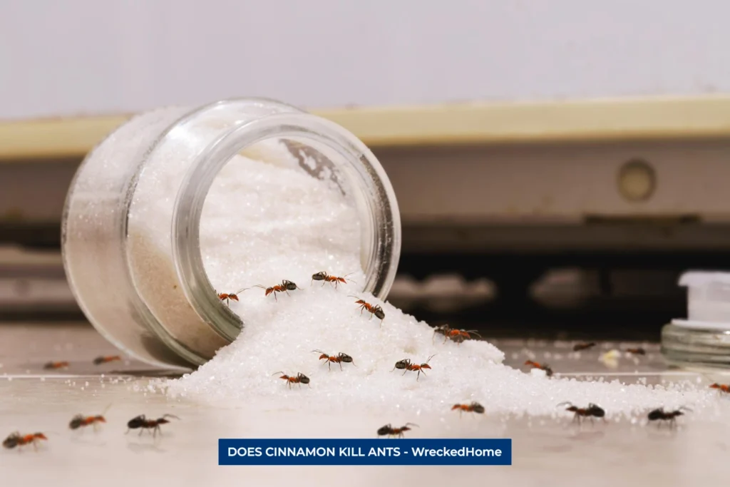 Ants Eating Sugar from a Jar