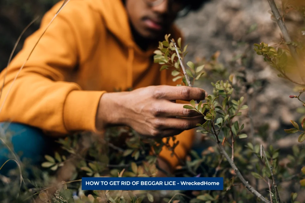 MAN HOLDING BEGGAR LICE PLANT.